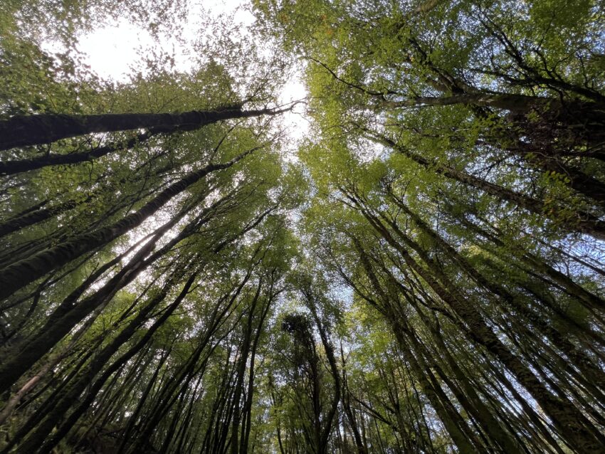 Dromillihy Wood in Connonagh, between Rosscarbery and Leap in West Cork.